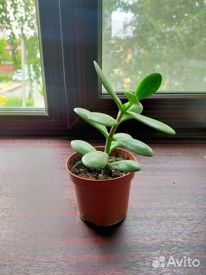 Толстянка, денежное дерево. Саженец