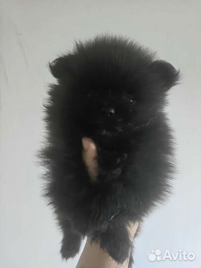 Щенки шпица