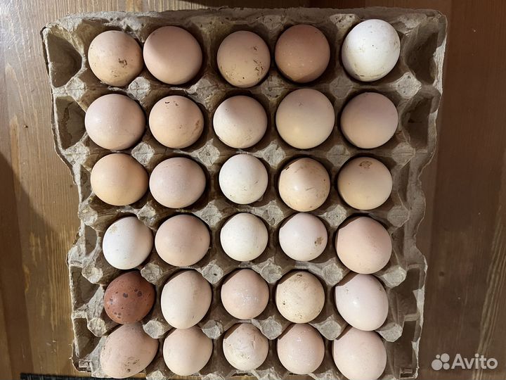 Куринное яйцо