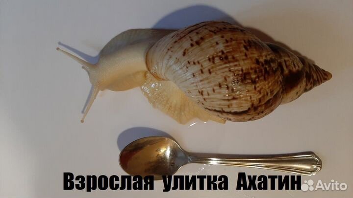 Появление улитят Ахатин