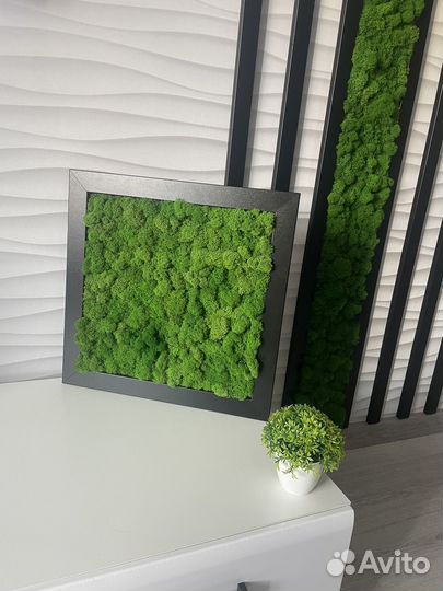 Пано из стабилизированного мха