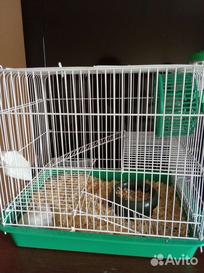 Джунгарский хомяк с клеткой