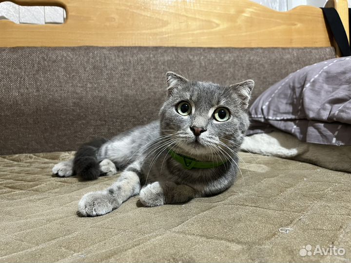 Вислоухий кот