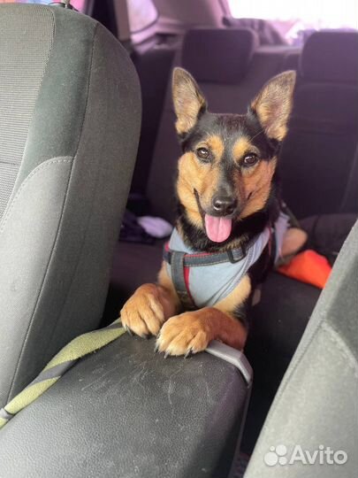 Собака (девочка) в добрые руки