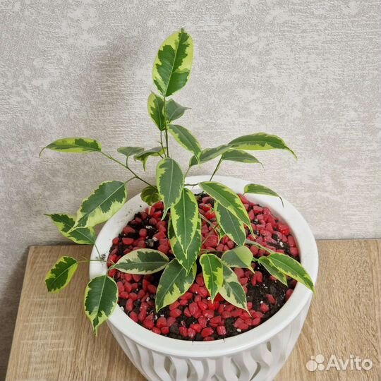 Фикус бенджамина