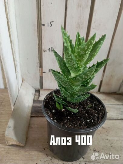 Комнатные цветы растение суккулент алоэ Скуарроса