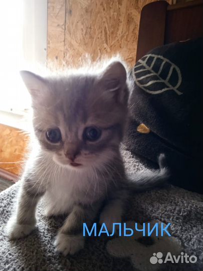 Котята шотландской вислоухой кошки