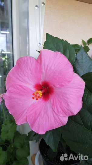 Гибискусы сортовые