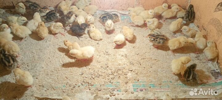 Перепелята