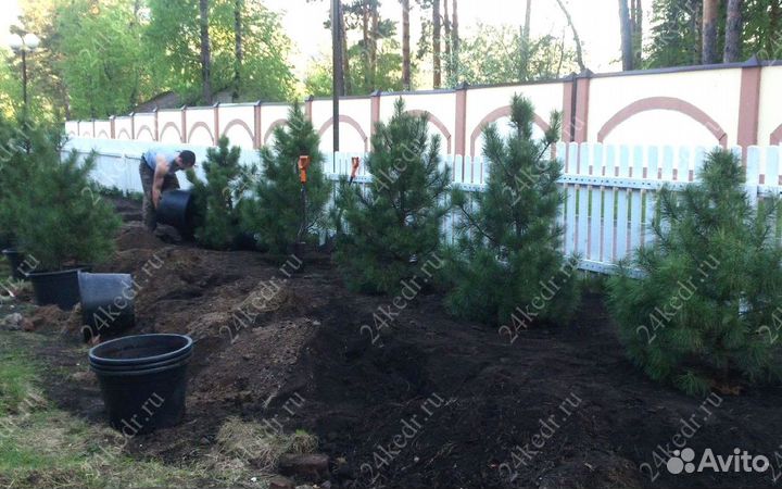 Сибирский кедр экстра класс. Саженцы