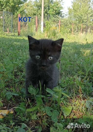 Котята в добрые руки бесплатно