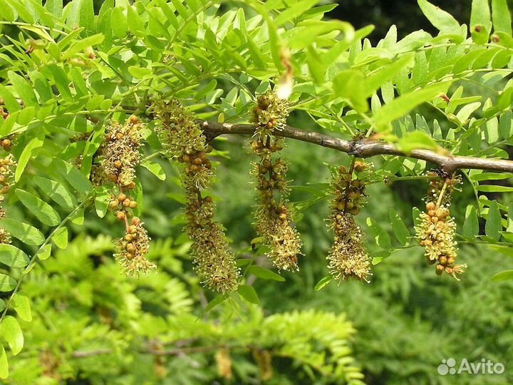 Гледичия Трехколючковая семена