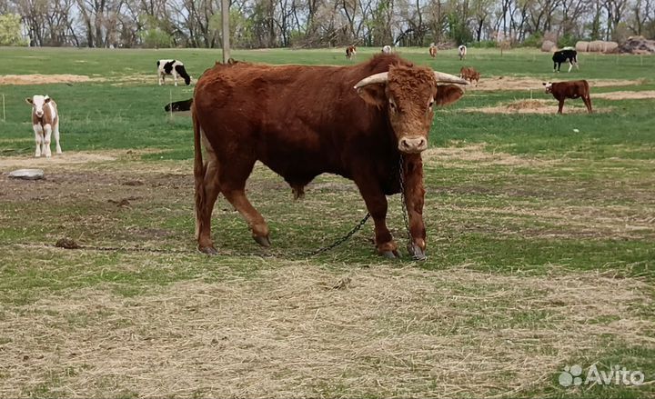 Бык на племя лимузин