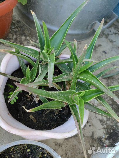 Алоэ вера растение