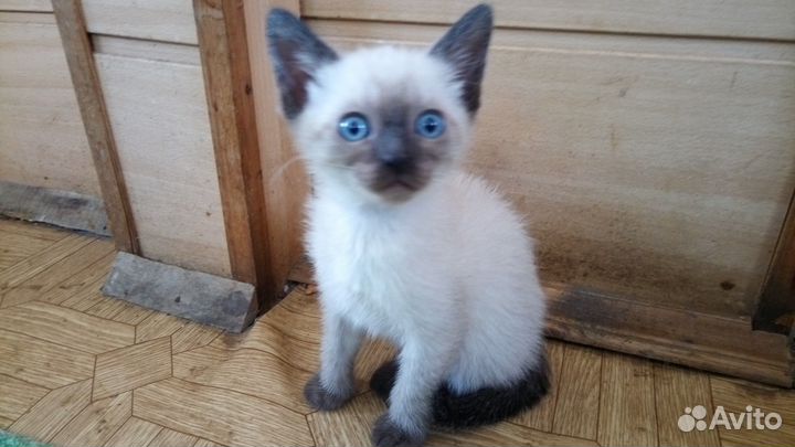 Котята 2 мес