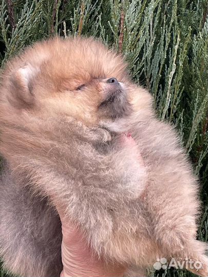 Шпицы мишки