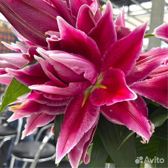 Луковицы лилий махровых (розелили)