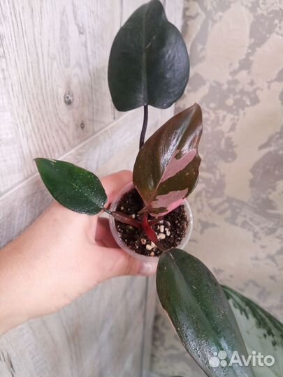 Филодендрон Белый рыцарь, Розовая принцесса