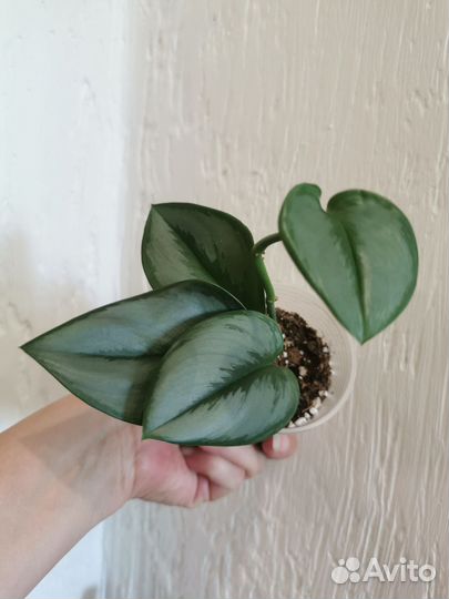 Сциндапсус Мунлайт