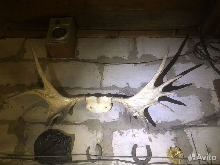 Рога лося б/у