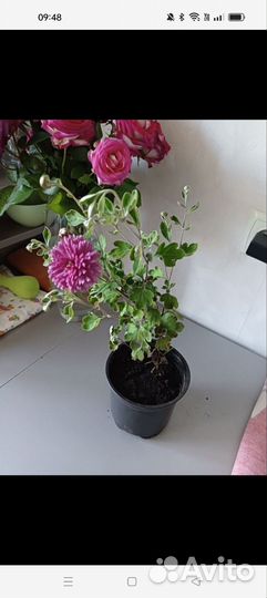 Хризантема