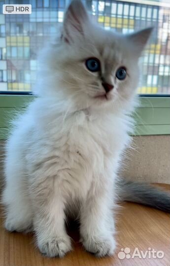 Невские маскарадные