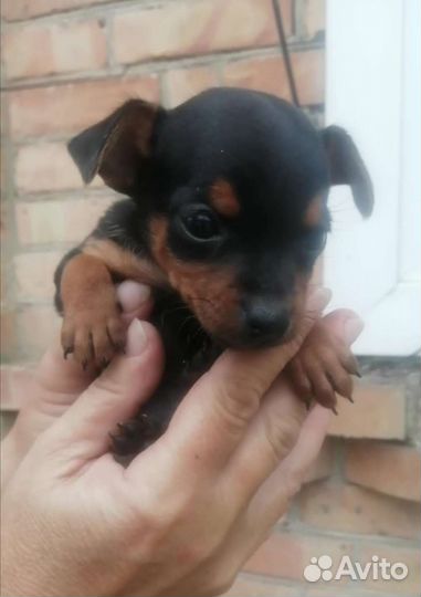 Собака, щенки той тейер