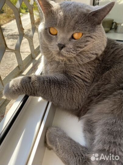Британский кот вязка