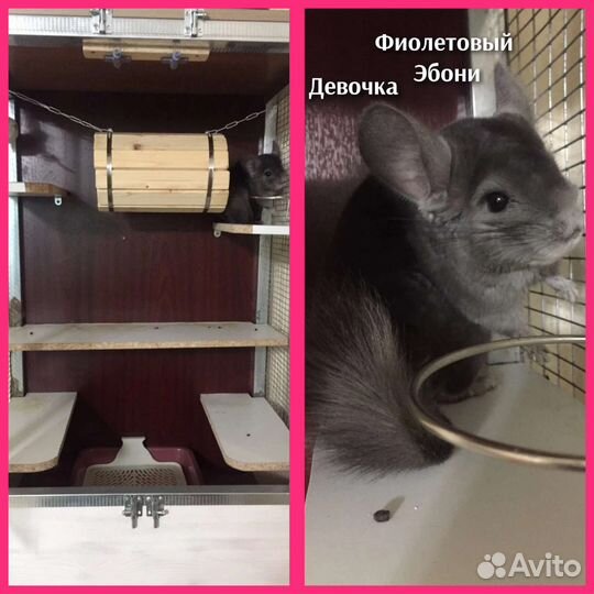 Шиншилла