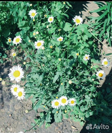 Ромашка многолетняя