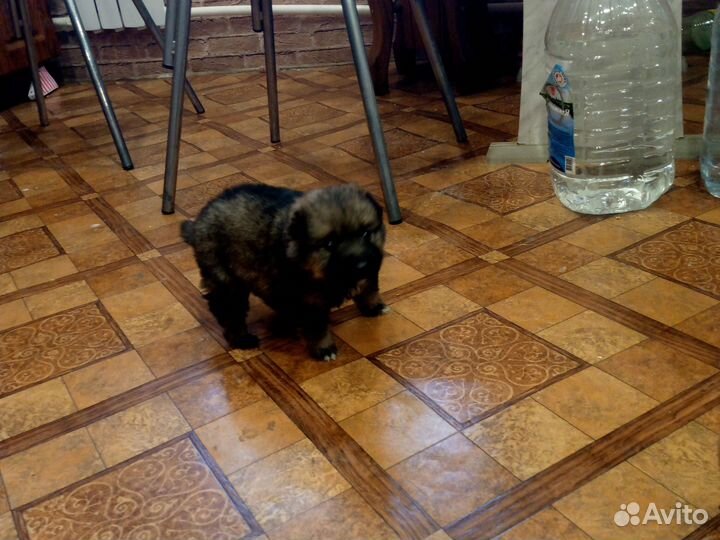 Шпиц щенок бесплатно
