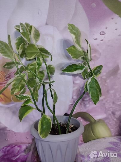 Педилантус