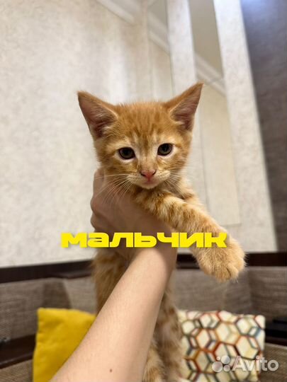 Котята в добрые руки