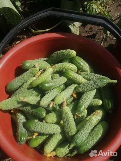 Огурцы домашние