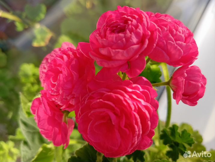 Пеларгония герань сортовая