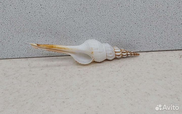 Фусинус Колус 11,4 морская ракушка раковина