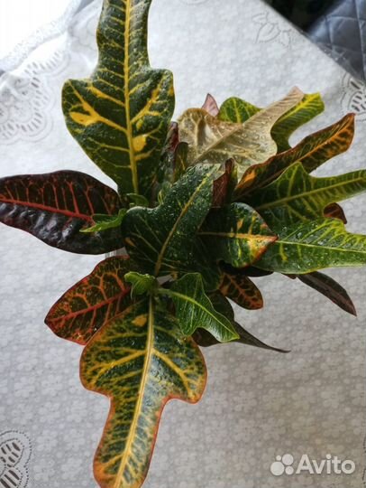 Кротон экселент