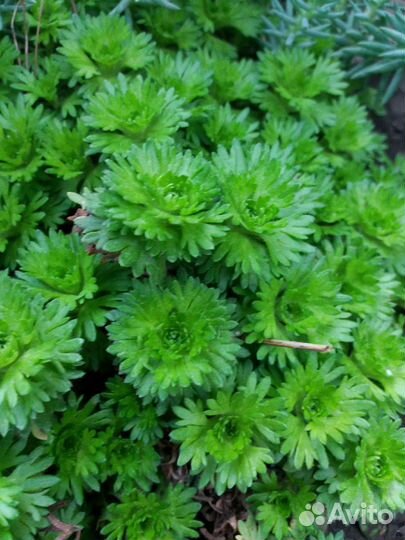 Очитки камнеломка молодила сортовые