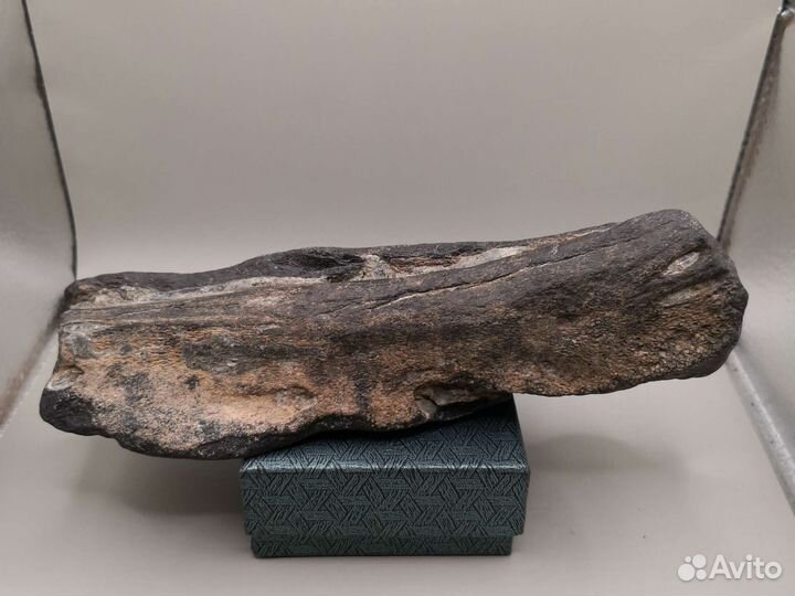 Окаменелая кость ископаемого кита Цетотерии