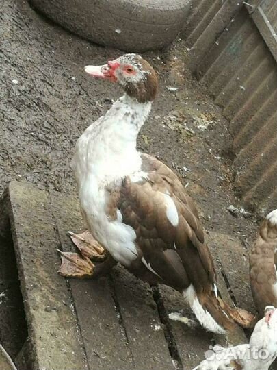 Селезень мускусной утки(индоутки)