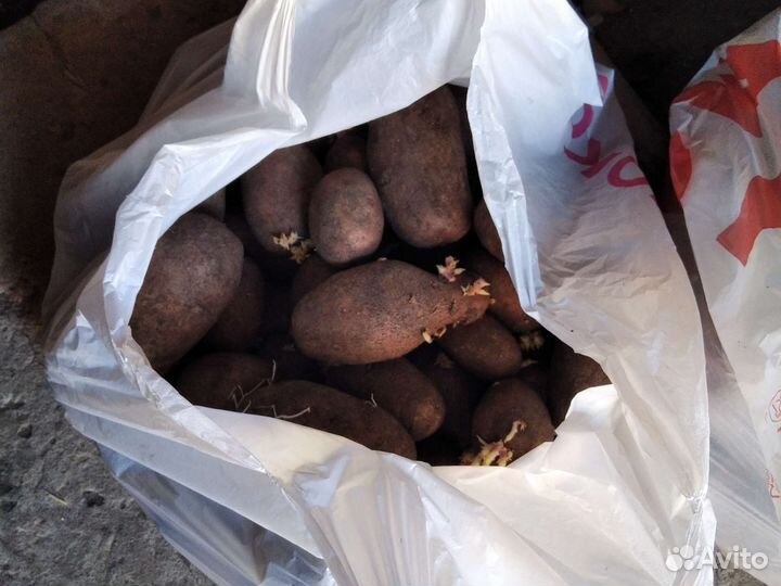 Картофель. Урожай прошлого года