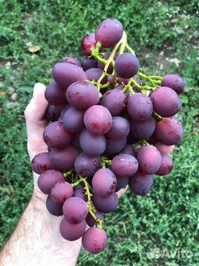 Саженцы винограда