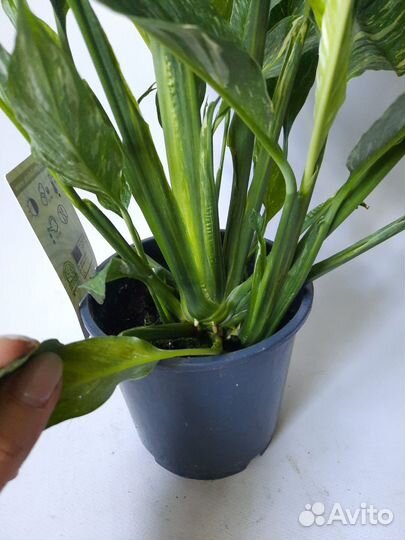 Спатифиллум Даймонд