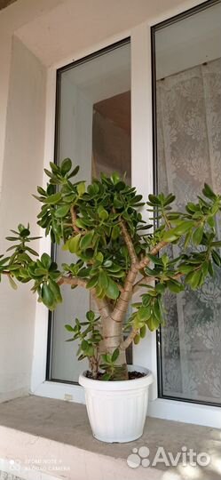 Комнатные растения цветы