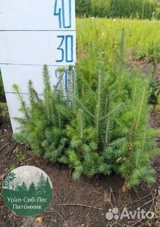 Сосна зкс окс сеянцы Ель Лиственница Голуб Горная