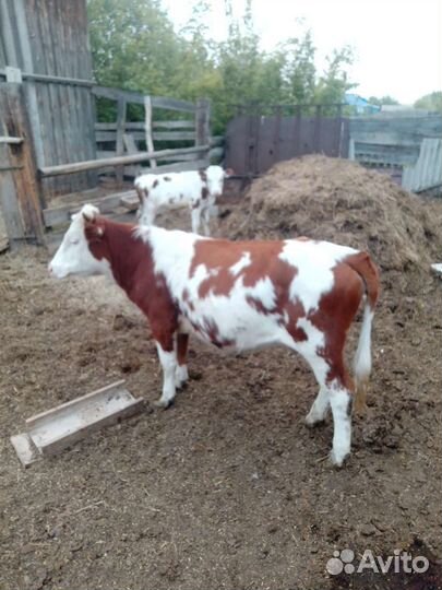 Две телки торг