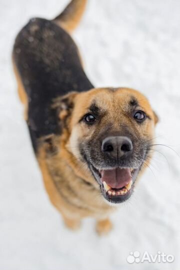 Собака бесплатно. Собака в добрые руки, в дар