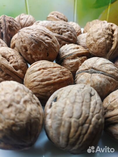 Грецкий орех урожай 2023