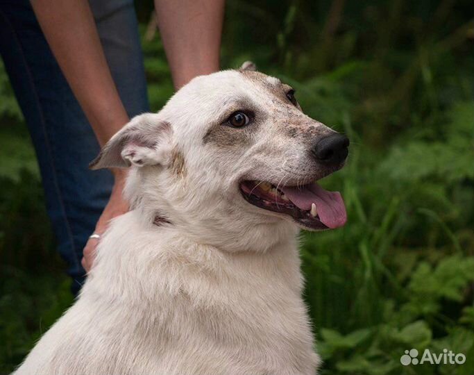 Собака в добрые руки бесплатно