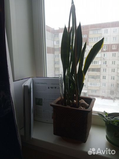 Сансивиерия сортовая жёлтая 70 см В керамик горшке